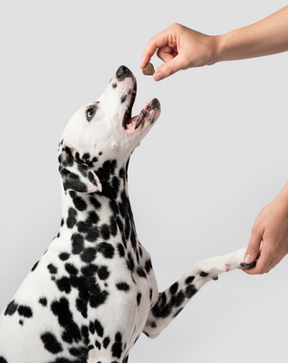 Joint & Bone Support aanvullend diervoeder voor honden voor gewrichten en botten Oggo 180 g - 6