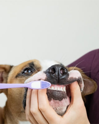 Auna For Fauna kokos- en bananentandpasta voor honden neutraliseert geurtjes en verwijdert tandsteen 30 ml - 2
